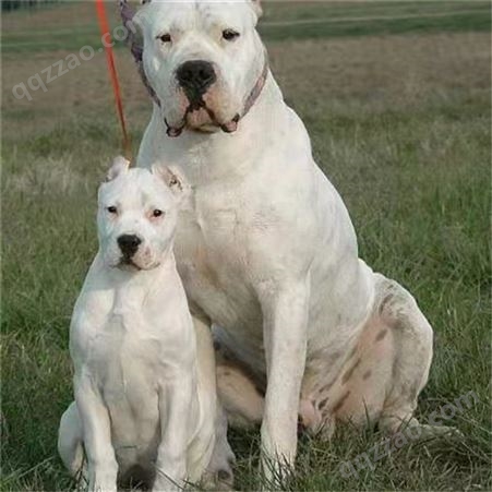 大骨架成年杜高犬 巨型猛犬猎犬 家养大型看家护卫犬