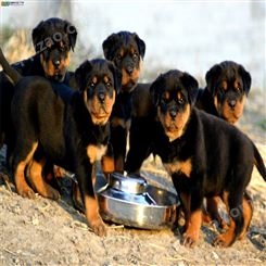 散养育肥出栏罗威纳种犬 活体宠物犬 结构匀称抗粗食