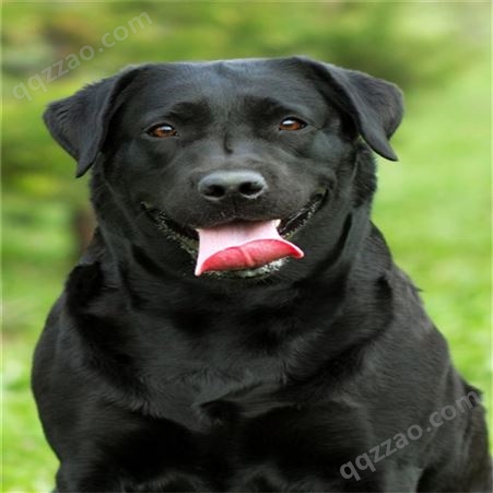 拉布拉多犬 纯种护卫犬 养殖聪明伶俐 大型改良犬