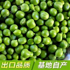 速冻冷冻青豆粒食品生产 新鲜青豆原材料 低温储存 脱水蔬菜加工