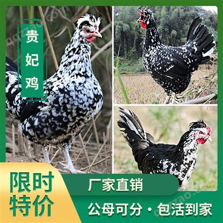 广州鸡苗批发市场在哪里 麻鸡小鸡苗图片