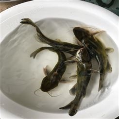 黄骨鱼苗鱼种  淡水红鲳黄骨鱼 欢迎选购