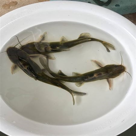 全雄黄骨鱼 淡水红鲳黄骨鱼 养殖基地