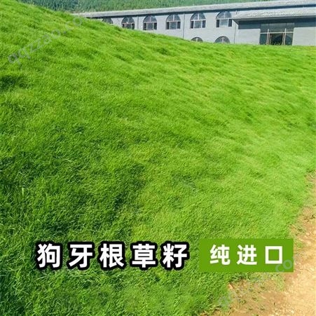 湘草绿化/基地现货出售免修剪狗牙根草籽 地被护坡绿化草