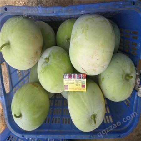 欢乐果园 香芋冬瓜供应商 香芋冬瓜 根系发达
