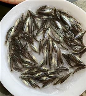 鸿湖水产 出售 易生长产量高 鲜活种苗加州鲈鱼苗 淡水养殖