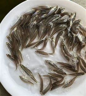 鸿湖水产 出售 易生长产量高 鲜活种苗加州鲈鱼苗 淡水养殖