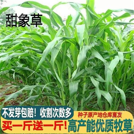 中国台湾甜象草种子多年生高产四季牧草种子皇竹草牛兔鱼畜牧养殖草籽