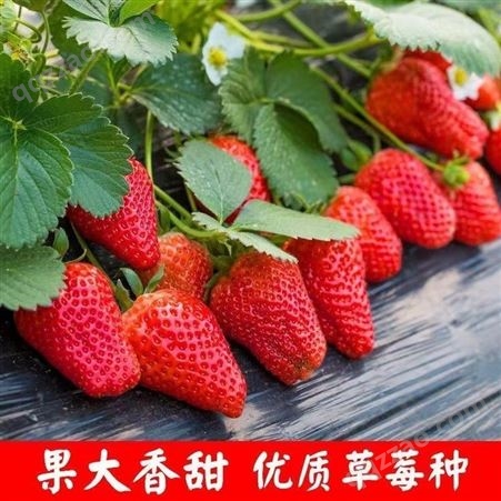 草莓种子四季易活草莓籽庭院阳台盆栽室内外花卉花种籽子奶油草莓