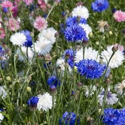 庭院易种花种多年生春季花种子蓝色矢车菊室外四季种易活花籽花草