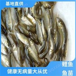 养殖周期短 锦鲤鱼苗 产量好 包品质 鲜活健康 基地直售